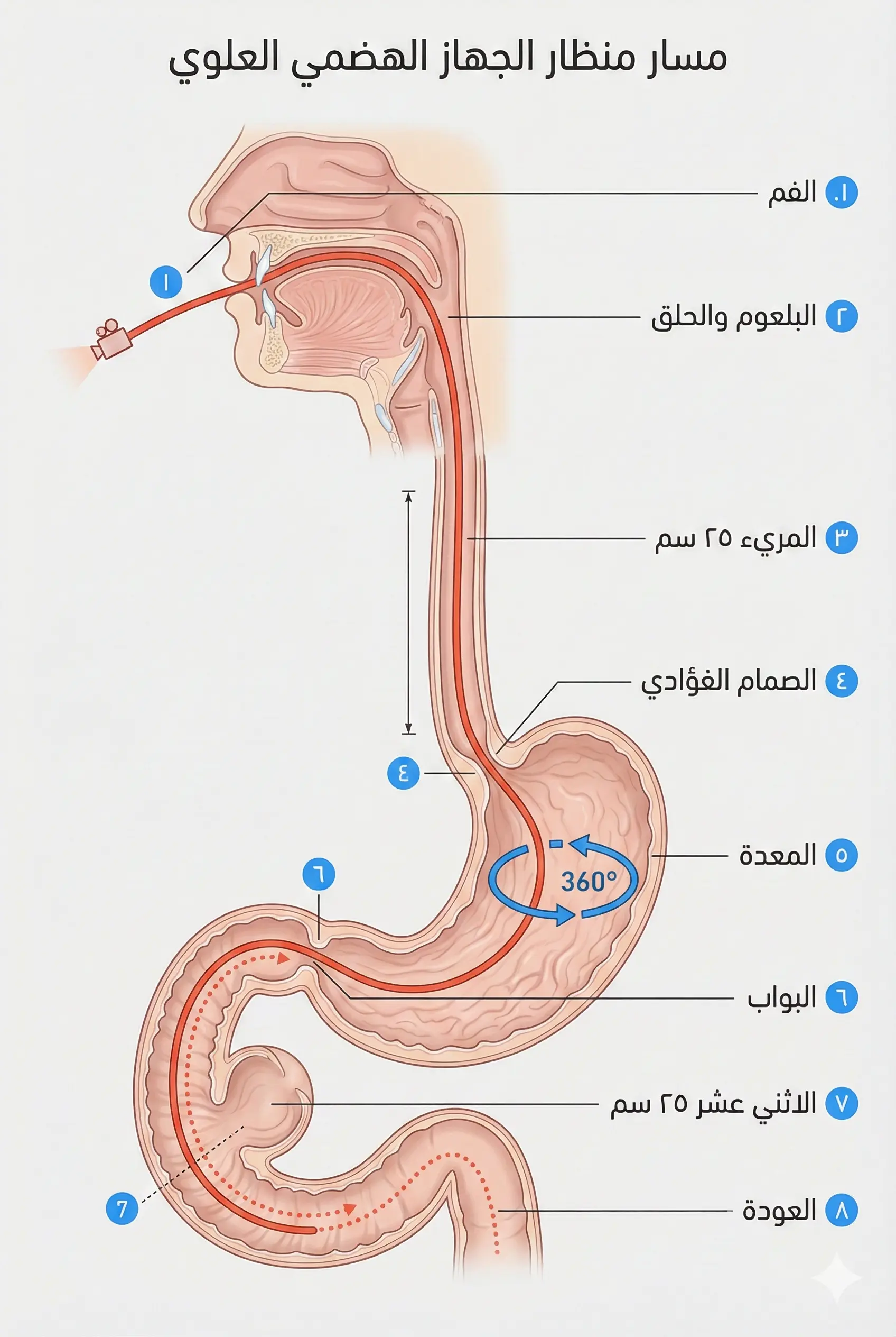 رسم تشريحي يوضح مسار منظار المعدة من الفم عبر المريء إلى المعدة والاثني عشر مع ترقيم الخطوات من 1 إلى 8